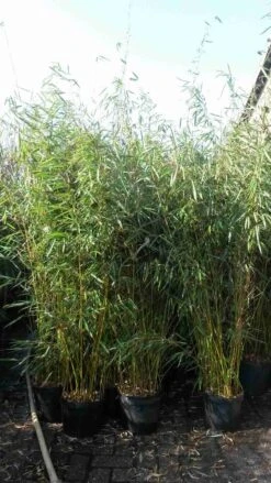 Niet Woekerende Bamboe (Fargesia Robusta) -Aanbiedingen Groene Hekken Winkel fargesia robusta 1