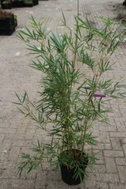 Niet Woekerende Bamboe (Fargesia Robusta) -Aanbiedingen Groene Hekken Winkel fargesia robusta 1