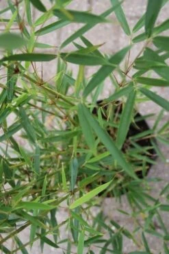 Niet Woekerende Bamboe (Fargesia Robusta) -Aanbiedingen Groene Hekken Winkel fargesia robusta 2