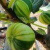 Vijg (Ficus Carica 'Panache') -Aanbiedingen Groene Hekken Winkel ficus caira panachee 1