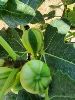 Vijg (Ficus Carica 'Panache') 10 Vijg (Ficus Carica 'Panache') -Aanbiedingen Groene Hekken Winkel ficus caira panachee 2 1