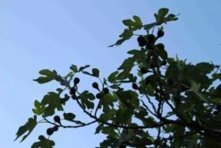 Vijg Op Stam (Ficus Carica) 20 Vijg Op Stam (Ficus Carica) -Aanbiedingen Groene Hekken Winkel ficus carica 3