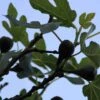 Vijg Op Stam (Ficus Carica) 1 Vijg Op Stam (Ficus Carica) -Aanbiedingen Groene Hekken Winkel ficus carica 4