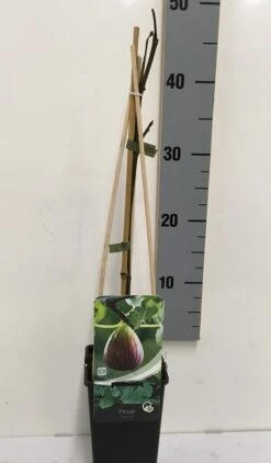 Vijg (Ficus Carica) 15 Vijg (Ficus Carica) -Aanbiedingen Groene Hekken Winkel ficus carica 50 60 c2 1