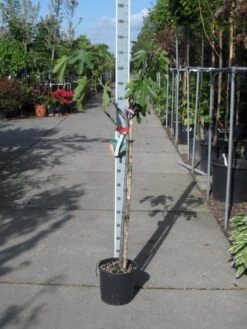 Vijg Op Stam (Ficus Carica) 19 Vijg Op Stam (Ficus Carica) -Aanbiedingen Groene Hekken Winkel ficus carica halfstam c15