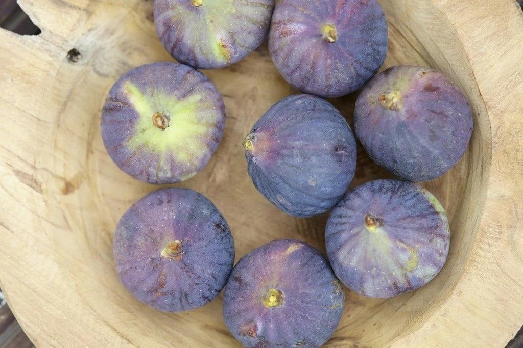 Vijg (Ficus Carica 'Rouge De Bordeaux') 4 Vijg (Ficus Carica 'Rouge De Bordeaux') - Afbeelding 2