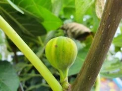 Vijg (Ficus Carica 'Panache') -Aanbiedingen Groene Hekken Winkel ficuscaricapanache01