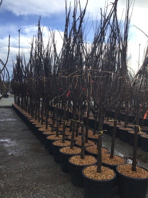 Vijg Als Halfstam (Ficus Carica 'Del Portogallo') 3 Vijg Als Halfstam (Ficus Carica 'Del Portogallo')