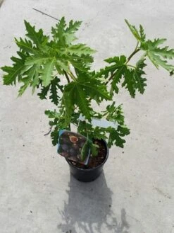 Vijg (Ficus Carica 'Ice Crystal') -Aanbiedingen Groene Hekken Winkel ficusicecrystal03