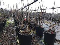 Vijg (Ficus Carica 'Panache') -Aanbiedingen Groene Hekken Winkel ficuspanache