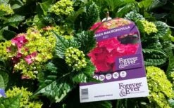 Hortensia Rood (Hydrangea 'Forever&Ever') -Aanbiedingen Groene Hekken Winkel foreverandever red01b