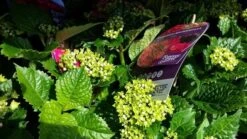 Hortensia Rood (Hydrangea 'Forever&Ever') -Aanbiedingen Groene Hekken Winkel foreverandever red02