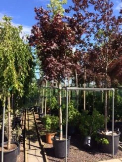 Japanse Esdoorn Op Stam (Acer Palmatum 'Fireglow') 5 Japanse Esdoorn Op Stam (Acer Palmatum 'Fireglow') -Aanbiedingen Groene Hekken Winkel foto acer fireglow 12 14