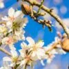 Amandelboom (Prunus Dulcis) -Aanbiedingen Groene Hekken Winkel fotolia 100958242 s