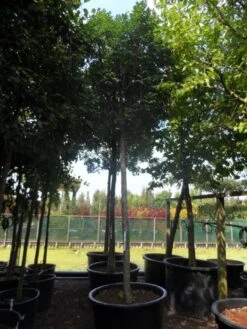 Pluim Es (Fraxinus Ornus 'Meczek') -Aanbiedingen Groene Hekken Winkel fraxinus ornus meczek 25 30ho c350