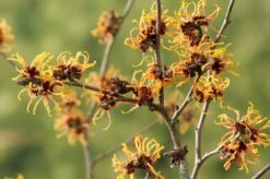Toverhazelaar (Hamamelis Intermedia 'Orange Beauty') 6 Toverhazelaar (Hamamelis Intermedia 'Orange Beauty') -Aanbiedingen Groene Hekken Winkel gaar00219