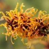 Toverhazelaar (Hamamelis Intermedia 'Orange Beauty') 1 Toverhazelaar (Hamamelis Intermedia 'Orange Beauty') -Aanbiedingen Groene Hekken Winkel gaar00220