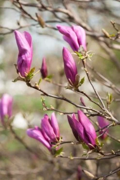 Magnolia Als Boom (Magnolia 'Susan') -Aanbiedingen Groene Hekken Winkel gaar00675 1