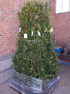 Gele Jasmijn (Gelsemium Sempervirens) -Aanbiedingen Groene Hekken Winkel gelsemium