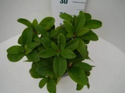 Rhododendron (Rhododendron 'Germania') 26 Rhododendron (Rhododendron 'Germania') -Aanbiedingen Groene Hekken Winkel germania c2 boven 1