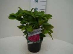 Rhododendron (Rhododendron 'Germania') 24 Rhododendron (Rhododendron 'Germania') -Aanbiedingen Groene Hekken Winkel germania c2 voor