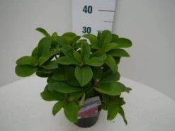 Rhododendron (Rhododendron 'Germania') 25 Rhododendron (Rhododendron 'Germania') -Aanbiedingen Groene Hekken Winkel germania c2 zij 1