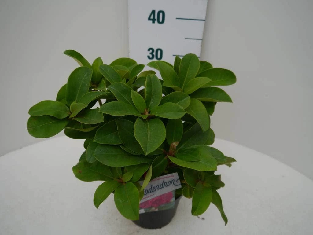 Rhododendron (Rhododendron 'Germania') 6 Rhododendron (Rhododendron 'Germania') - Afbeelding 4