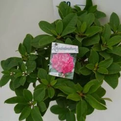 Rhododendron (Rhododendron 'Germania') 32 Rhododendron (Rhododendron 'Germania') -Aanbiedingen Groene Hekken Winkel germania c7.5 boven