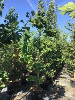 Japanse Notenboom (Ginkgo Biloba 'Mariken') -Aanbiedingen Groene Hekken Winkel gingko biloba 10 12