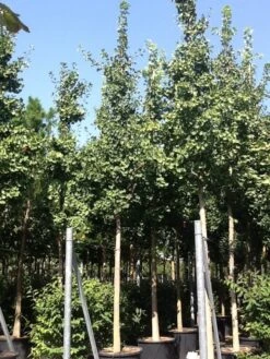 Japanse Notenboom (Ginkgo Biloba) 38 Japanse Notenboom (Ginkgo Biloba) -Aanbiedingen Groene Hekken Winkel gingko bilobo 25 30