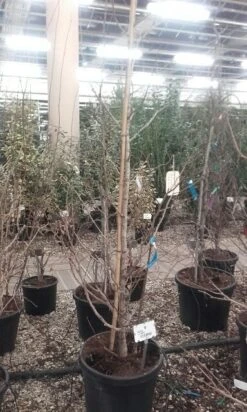 Japanse Notenboom (Ginkgo Biloba) 37 Japanse Notenboom (Ginkgo Biloba) -Aanbiedingen Groene Hekken Winkel ginkgo biloba