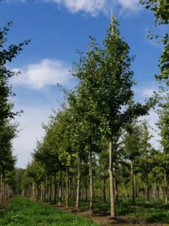 Grote Ginkgo (Ginkgo Biloba) -Aanbiedingen Groene Hekken Winkel ginkgo biloba s 20 25