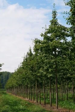 Grote Ginkgo (Ginkgo Biloba) -Aanbiedingen Groene Hekken Winkel ginkgo biloba s 25 30