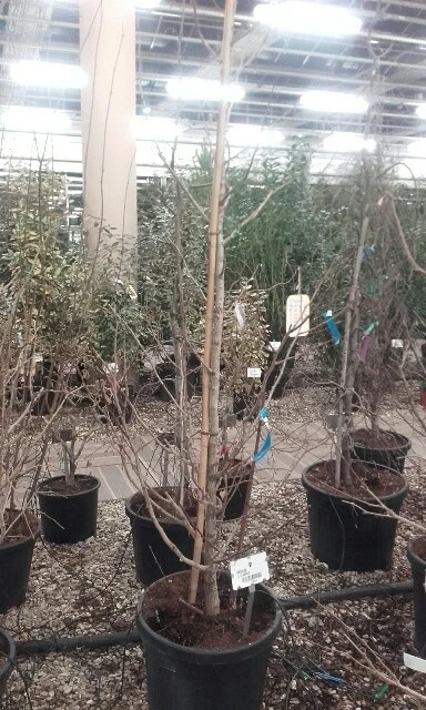 Japanse Notenboom (Ginkgo Biloba) 18 Japanse Notenboom (Ginkgo Biloba) - Afbeelding 16