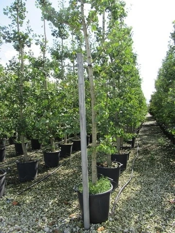 Japanse Notenboom (Ginkgo Biloba) 22 Japanse Notenboom (Ginkgo Biloba) - Afbeelding 20