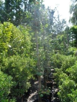 Japanse Notenboom (Ginkgo Biloba) 30 Japanse Notenboom (Ginkgo Biloba) -Aanbiedingen Groene Hekken Winkel ginkgo biloba 10 12 14 geveerd