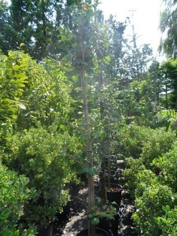 Japanse Notenboom (Ginkgo Biloba) 11 Japanse Notenboom (Ginkgo Biloba) - Afbeelding 9