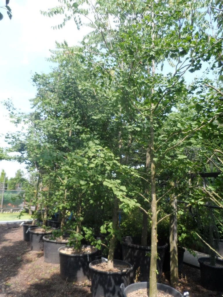 Japanse Notenboom (Ginkgo Biloba) 10 Japanse Notenboom (Ginkgo Biloba) - Afbeelding 8