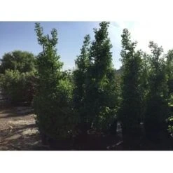 Japanse Noteboom Als Zuilboom (Ginkgo Biloba 'Fastigiata Blagon') 20 Japanse Noteboom Als Zuilboom (Ginkgo Biloba 'Fastigiata Blagon') -Aanbiedingen Groene Hekken Winkel ginkgo biloba 250 300