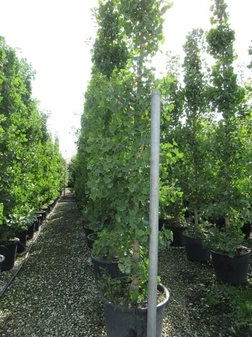 Japanse Notenboom (Ginkgo Biloba) 20 Japanse Notenboom (Ginkgo Biloba) - Afbeelding 18