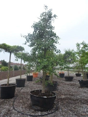 Japanse Notenboom (Ginkgo Biloba) 14 Japanse Notenboom (Ginkgo Biloba) - Afbeelding 12