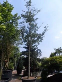 Japanse Notenboom (Ginkgo Biloba) 34 Japanse Notenboom (Ginkgo Biloba) -Aanbiedingen Groene Hekken Winkel ginkgo biloba 35 40ho cont