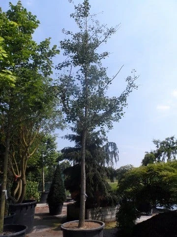 Japanse Notenboom (Ginkgo Biloba) 15 Japanse Notenboom (Ginkgo Biloba) - Afbeelding 13