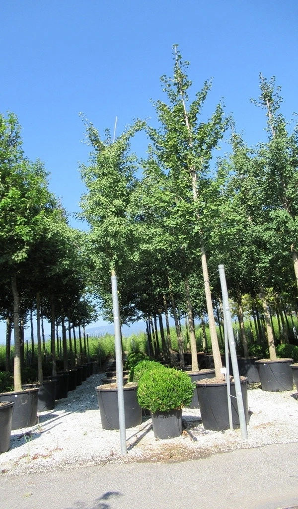 Japanse Notenboom (Ginkgo Biloba) 21 Japanse Notenboom (Ginkgo Biloba) - Afbeelding 19