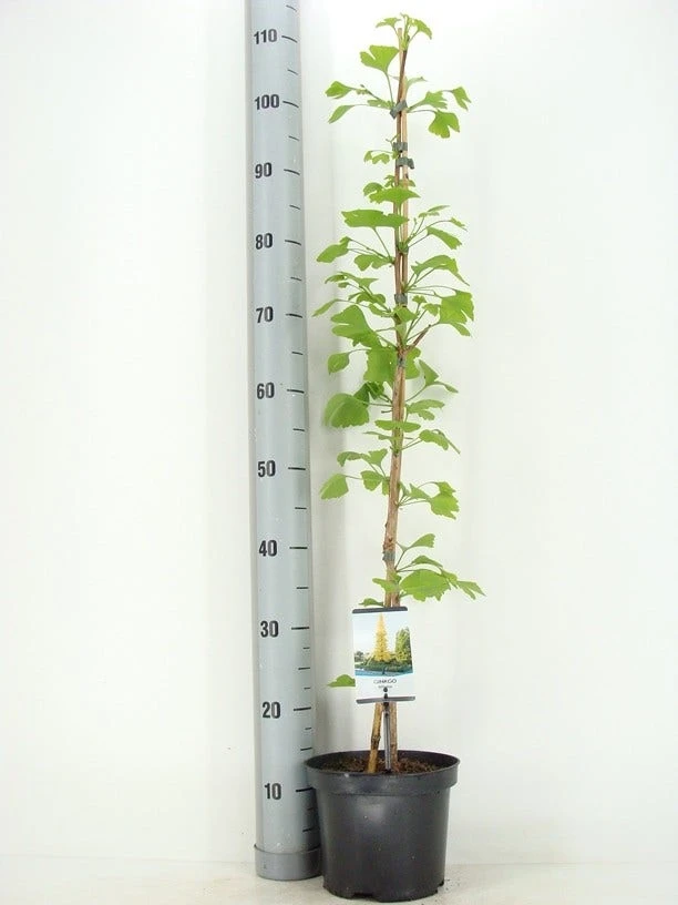 Japanse Notenboom (Ginkgo Biloba) 17 Japanse Notenboom (Ginkgo Biloba) - Afbeelding 15