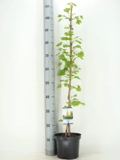 Japanse Notenboom Als Struik (Ginkgo Biloba) -Aanbiedingen Groene Hekken Winkel ginkgo biloba 60 80 zomer c3 m 1