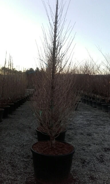 Japanse Noteboom Als Zuilboom (Ginkgo Biloba 'Fastigiata Blagon') 7 Japanse Noteboom Als Zuilboom (Ginkgo Biloba 'Fastigiata Blagon') - Afbeelding 5