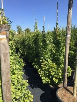 Japanse Noteboom Als Zuilboom (Ginkgo Biloba 'Fastigiata Blagon') 21 Japanse Noteboom Als Zuilboom (Ginkgo Biloba 'Fastigiata Blagon') -Aanbiedingen Groene Hekken Winkel ginkgo biloba fastigiata blagon 150 175cm