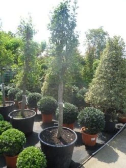 Japanse Noteboom Als Zuilboom (Ginkgo Biloba 'Fastigiata Blagon') 14 Japanse Noteboom Als Zuilboom (Ginkgo Biloba 'Fastigiata Blagon') -Aanbiedingen Groene Hekken Winkel ginkgo biloba fastigiata halfstam c110 18 20