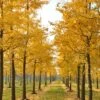 Grote Ginkgo (Ginkgo Biloba) -Aanbiedingen Groene Hekken Winkel ginkgo biloba herfstkleuren